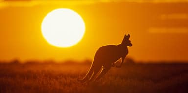 kangaroos in australia