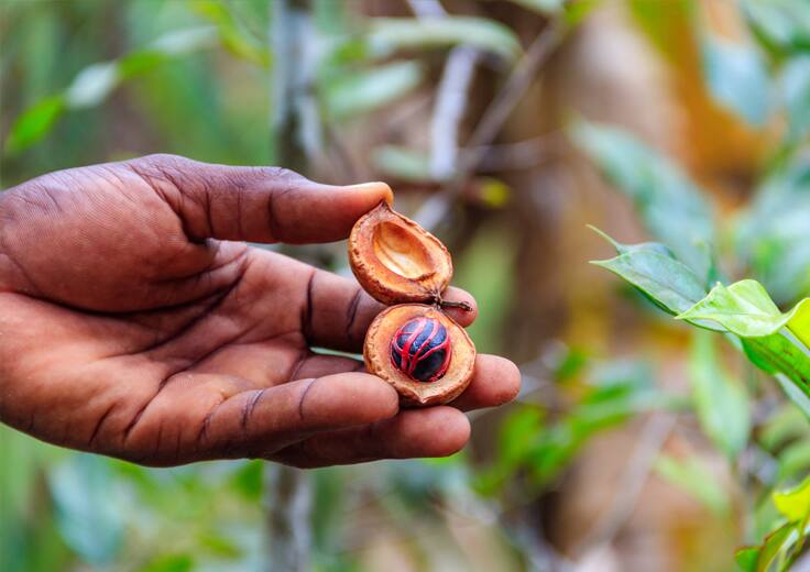 CHEF-LED SPICE FARM & ONBOARD COOKING CLASS