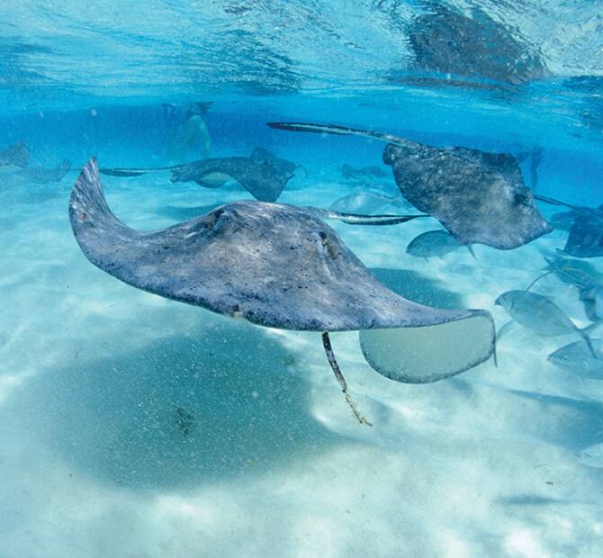 Catamaran & Stingray Adventure