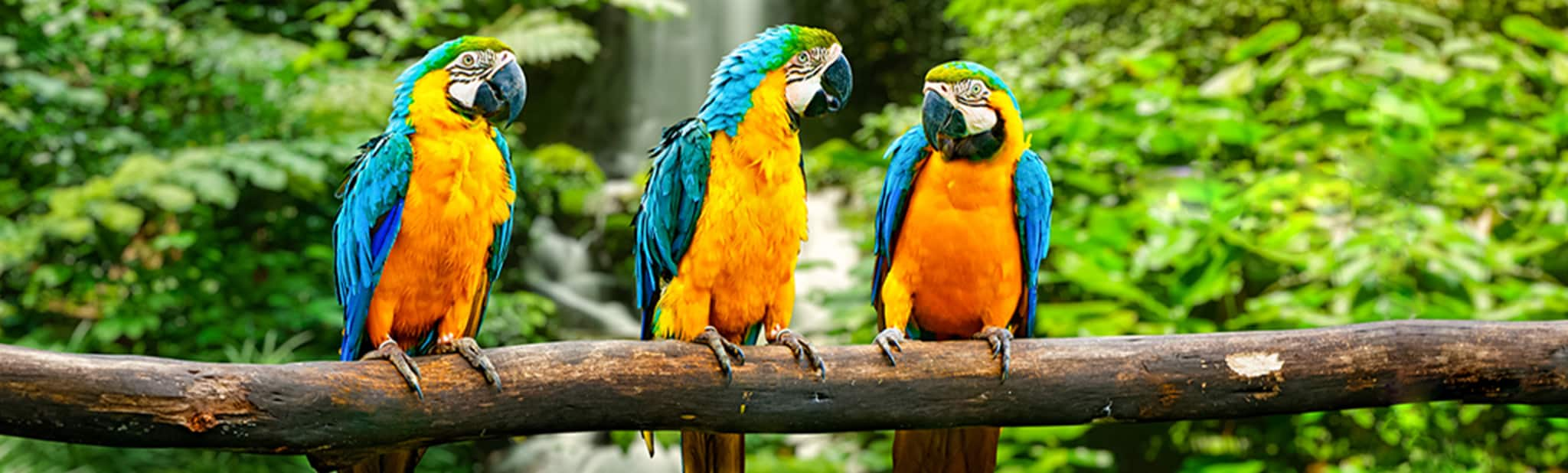 Panama Canal Bird Jungle