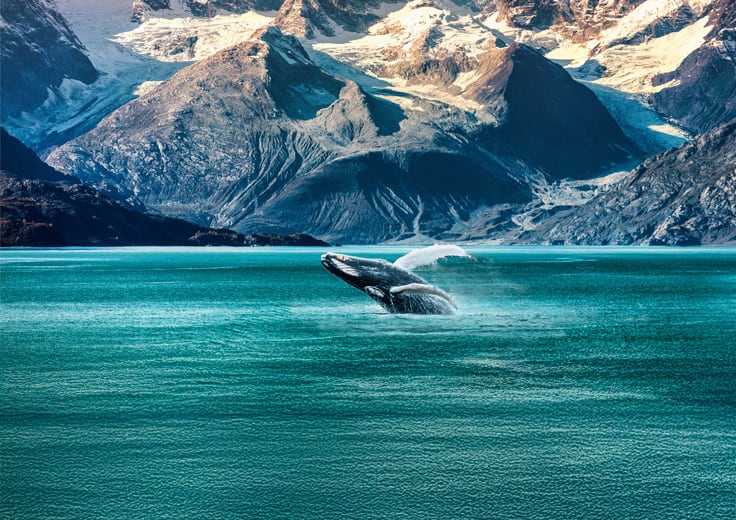 Whale jumping out of water next to a glacier, seen from a cruise balcony on an Alaska cruise.