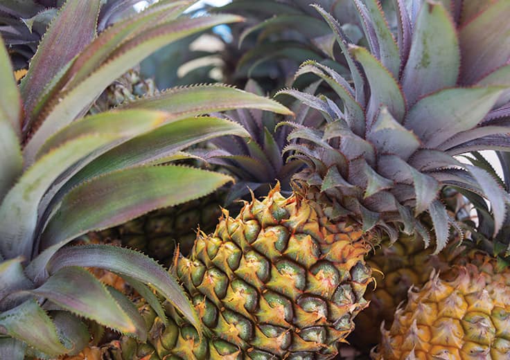 Pineapple